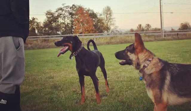 Timeless K9 Boarding And Training — photo from the business 1