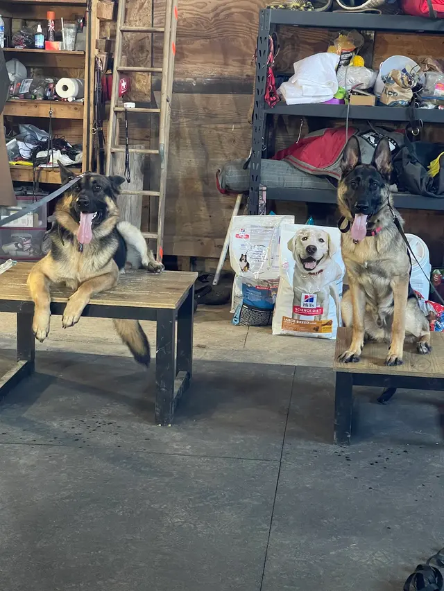 Timeless K9 Boarding And Training — photo from the business 5