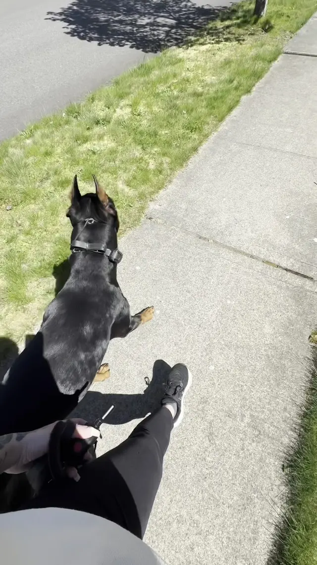 Customer photo of work by Timeless K9 Boarding And Training, from Emily Marx's review