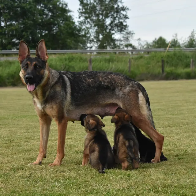 Timeless K9 Boarding And Training — customer photo 4