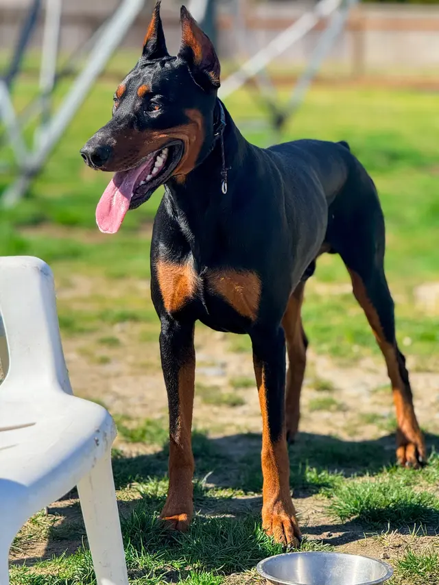 Customer photo of work by Timeless K9 Boarding And Training, from Emily Marx's review
