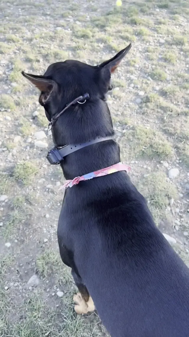 Customer photo of work by Timeless K9 Boarding And Training, from Emily Marx's review