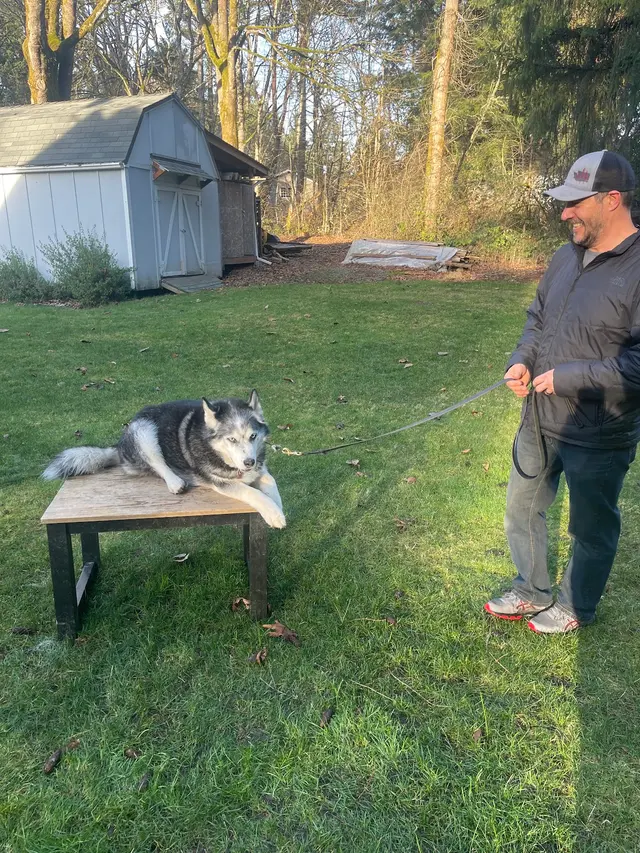 Timeless K9 Boarding And Training — photo from the business 3