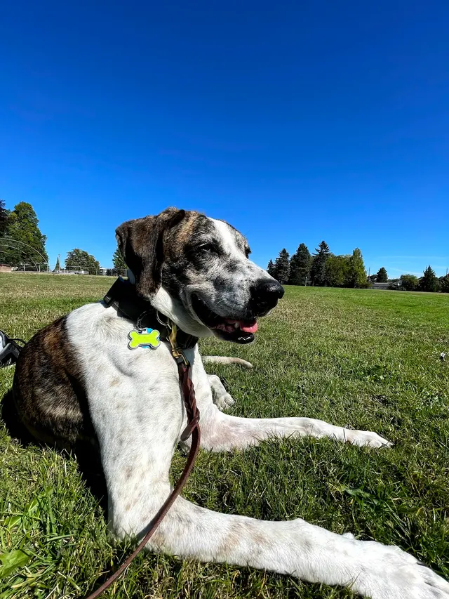 Canine Training Services — customer photo 12