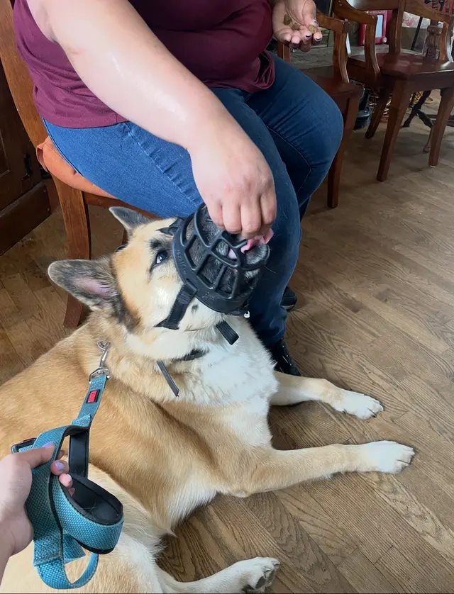 Canine Training Services — customer photo 1