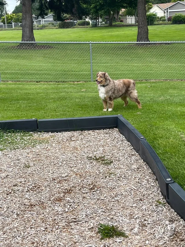 Canine Training Services — customer photo 8