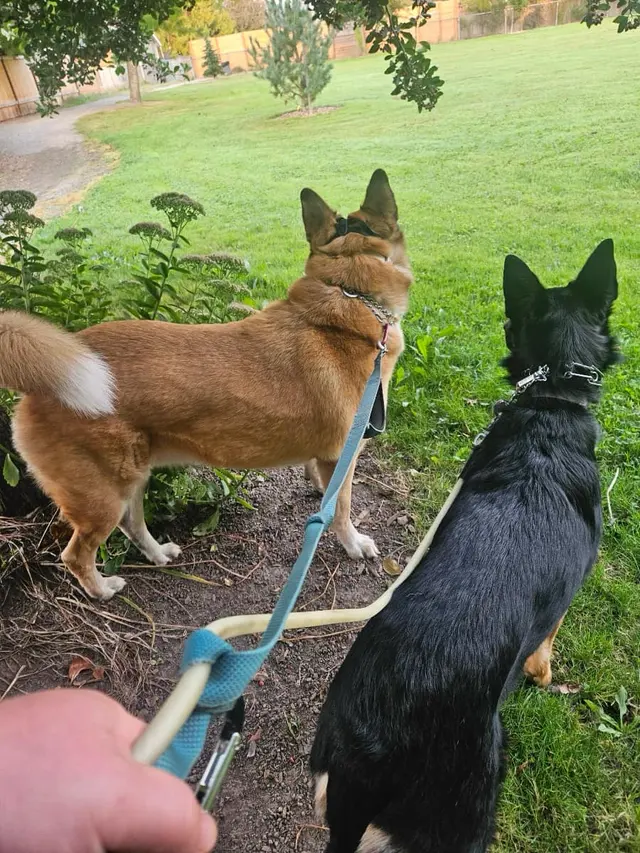 Canine Training Services — customer photo 7