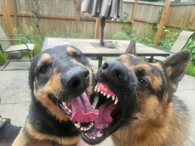 Canine Training Services — photo from the business 4