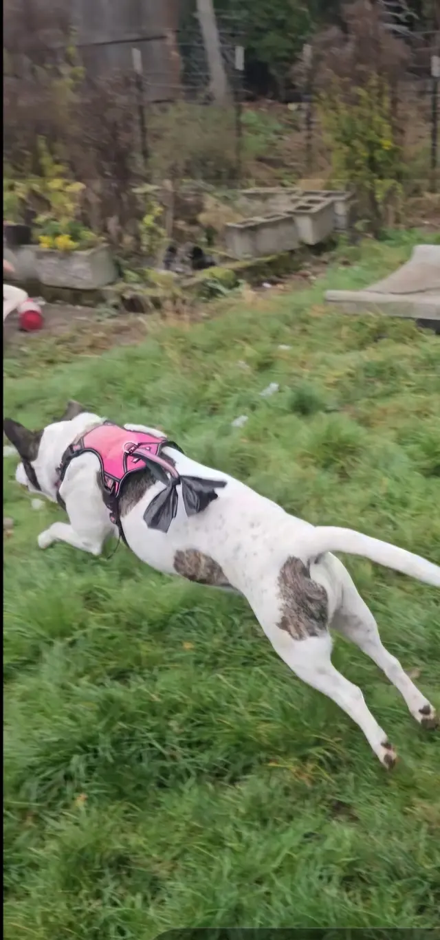 Canine Training Services — photo from the business 11