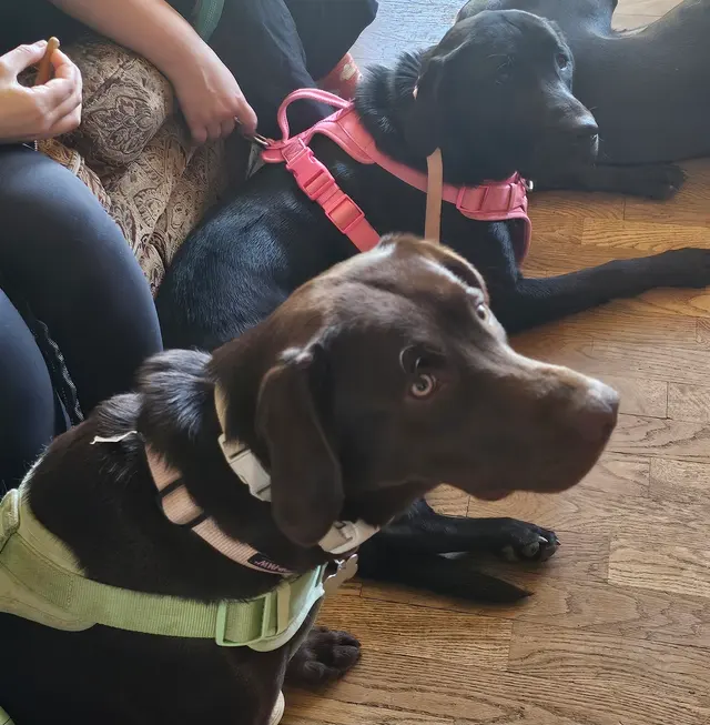 Canine Training Services — customer photo 10