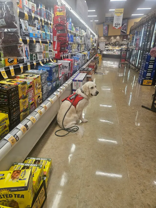 Canine Training Services — photo from the business 3