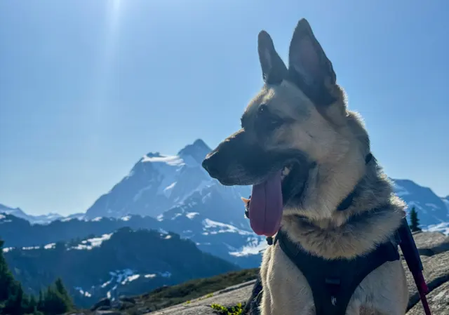 Canine Training Services — customer photo 5