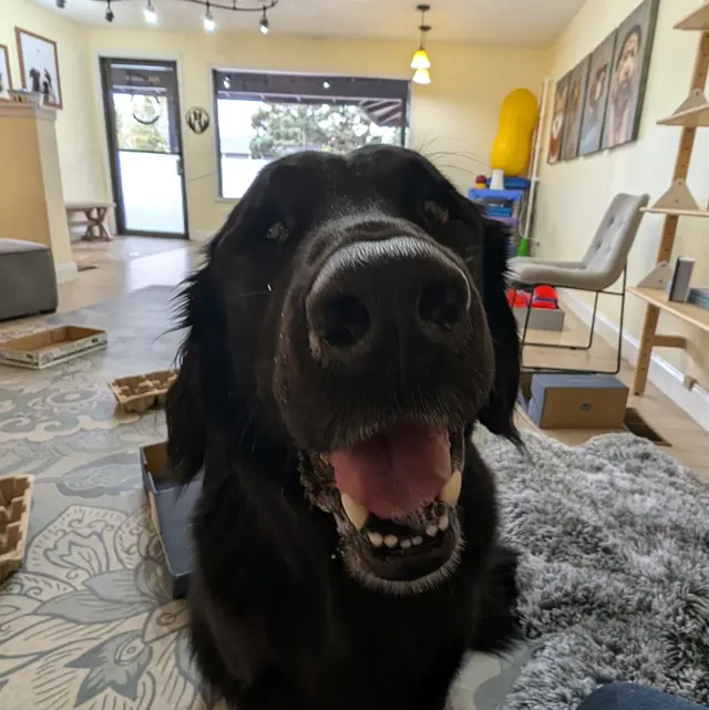 Sound Dog Connection — photo from the business 6