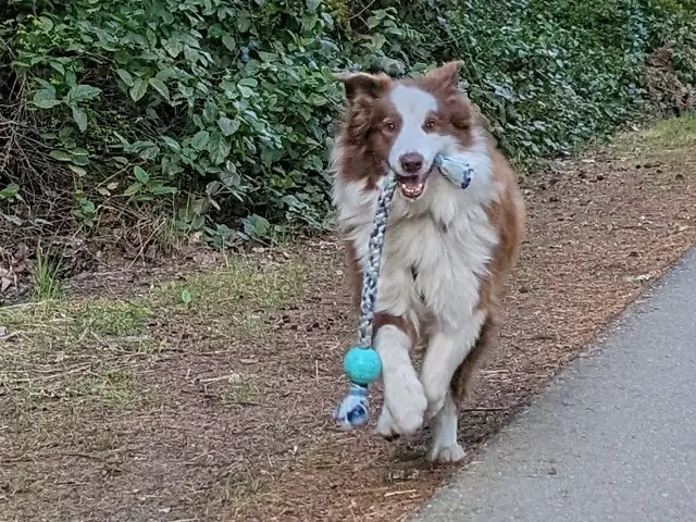 Sound Dog Connection — photo from the business 2
