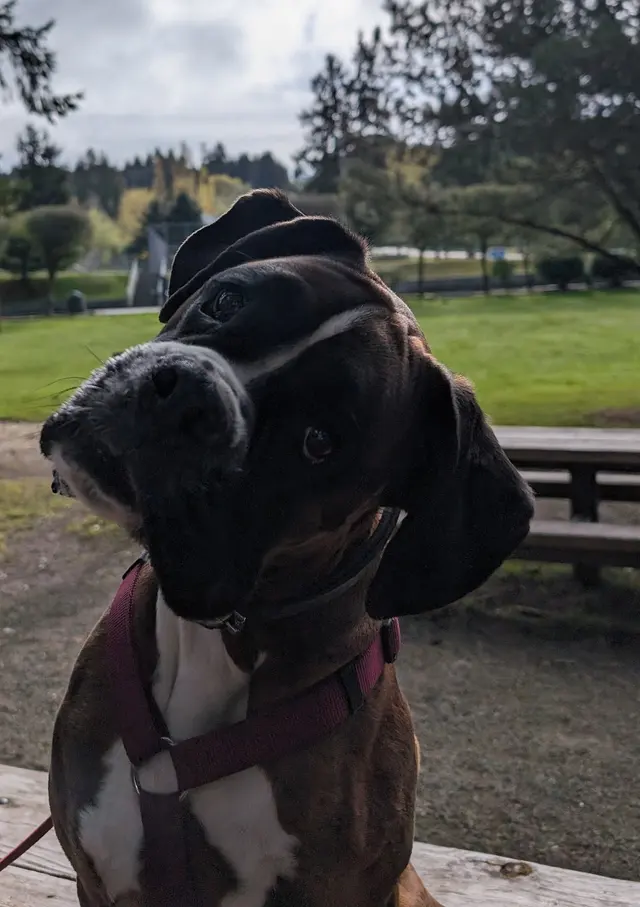 Sound Dog Connection — photo from the business 5