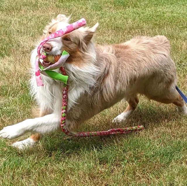 Sound Dog Connection — photo from the business 10