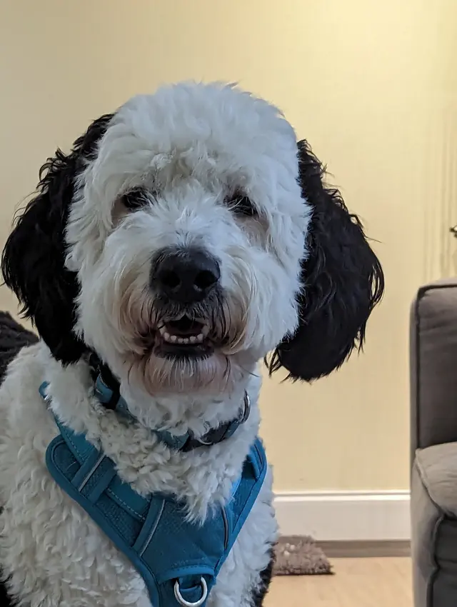 Sound Dog Connection — photo from the business 8