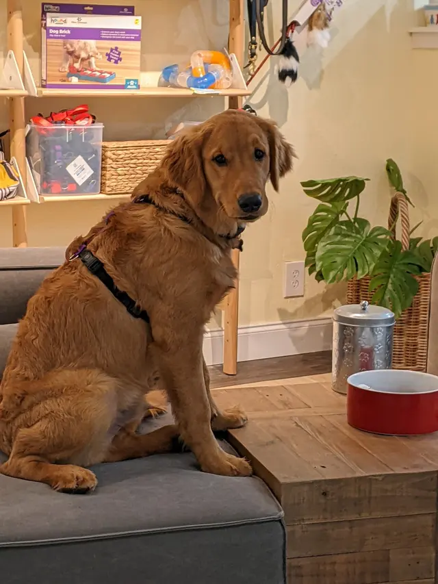 Sound Dog Connection — photo from the business 12