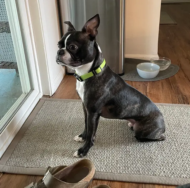 Sound Dog Connection — customer photo 9