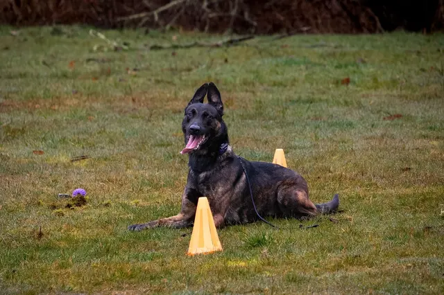 PacwestK9 — customer photo 12