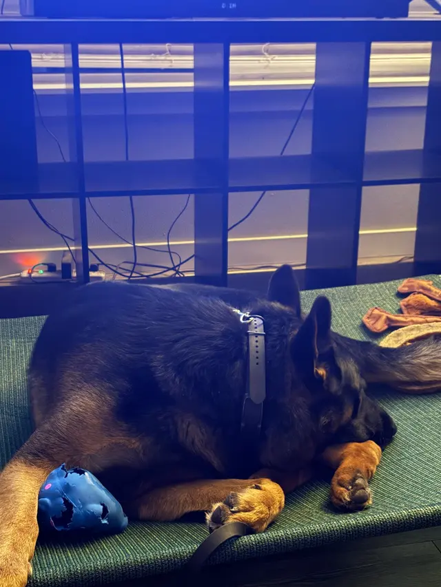 PacwestK9 — customer photo 10