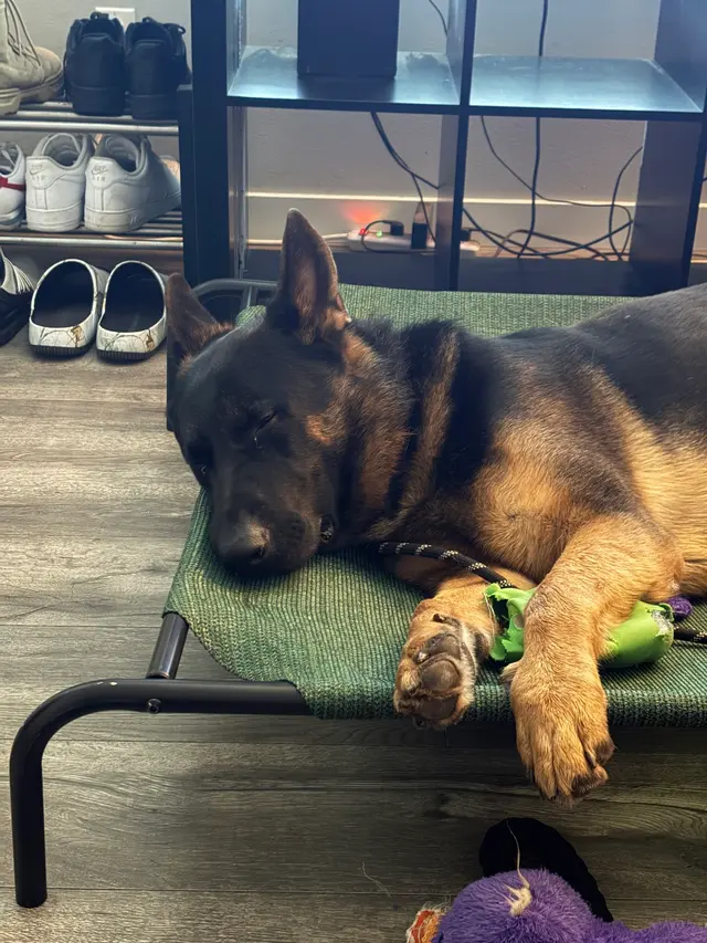 PacwestK9 — customer photo 5