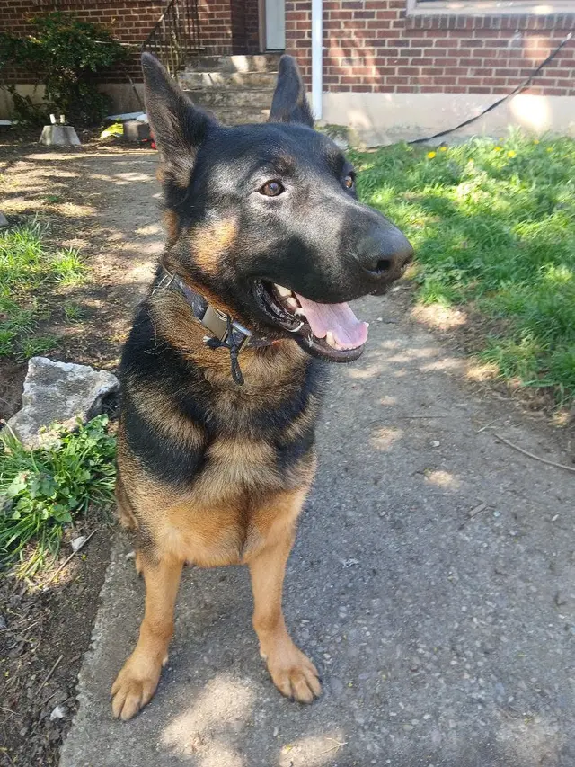 PacwestK9 — customer photo 8