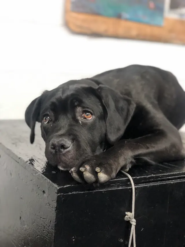 Bob Smith's K9 Association — photo from the business 9