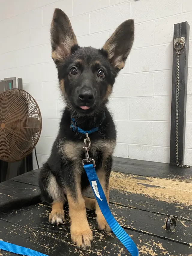Bob Smith's K9 Association — photo from the business 4