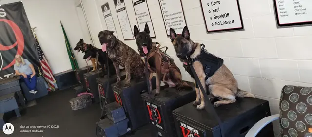 Customer photo of work by Bob Smith's K9 Association, from Dannillee Bradshaw's review