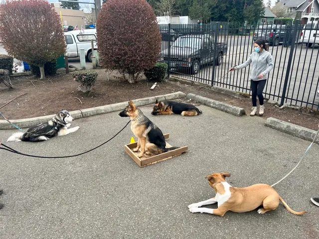Bob Smith's K9 Association — photo from the business 1