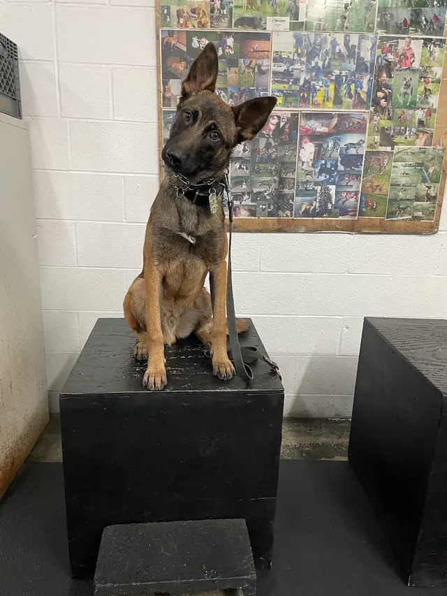 Bob Smith's K9 Association — photo from the business 7