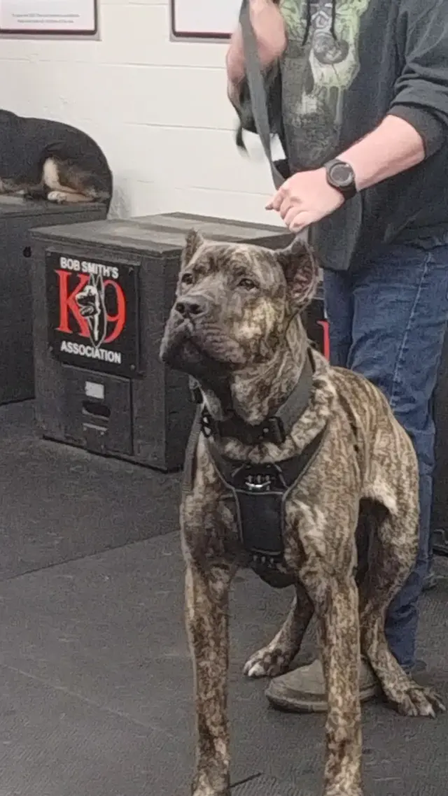 Customer photo of work by Bob Smith's K9 Association, from Dannillee Bradshaw's review