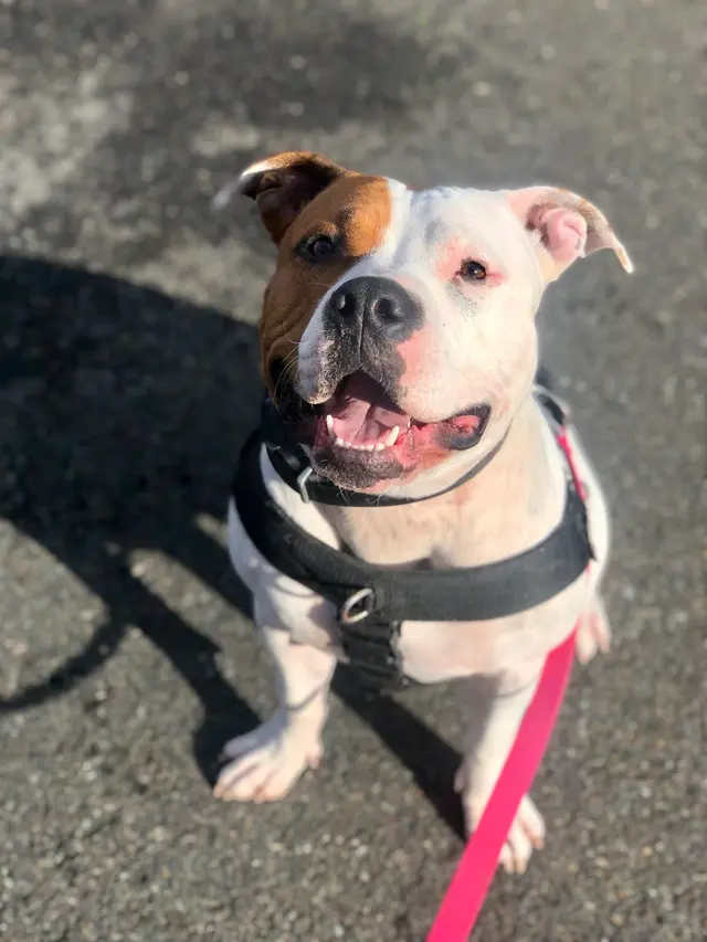 Bob Smith's K9 Association — photo from the business 3