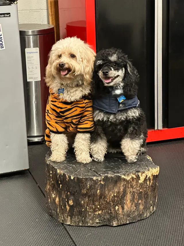 Bob Smith's K9 Association — customer photo 8