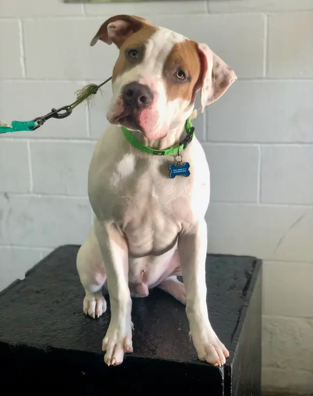 Bob Smith's K9 Association — photo from the business 5