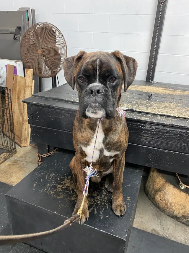 Bob Smith's K9 Association — photo from the business 11