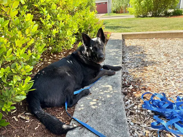 Notre Dog Academy — photo from the business 4