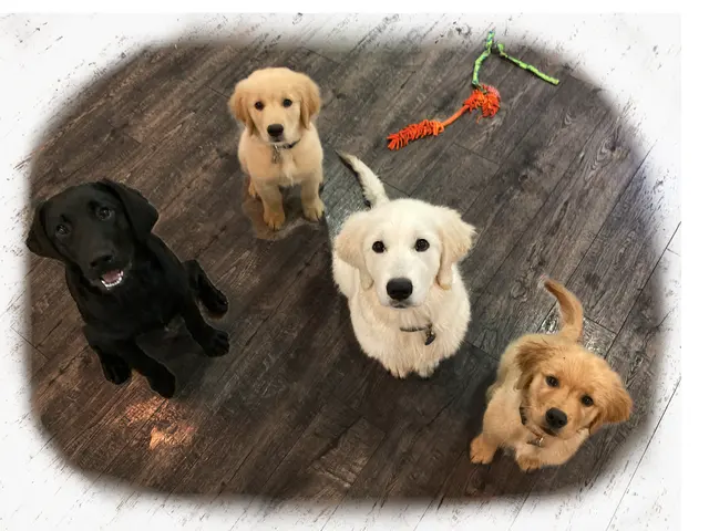 Notre Dog Academy — photo from the business 12