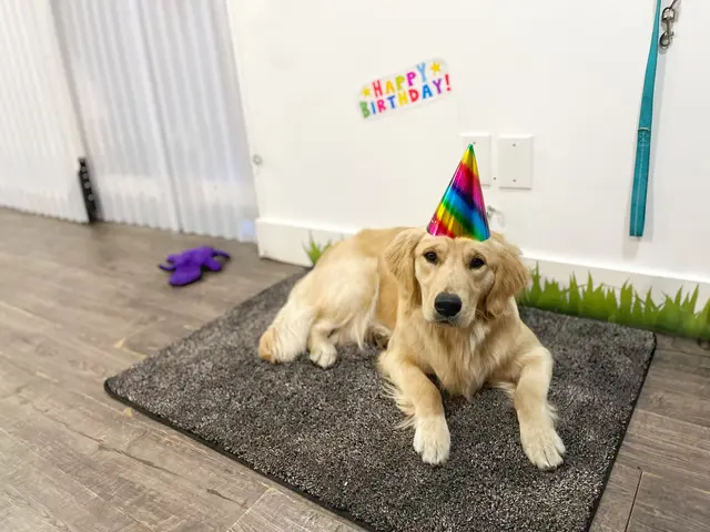 Notre Dog Academy — photo from the business 8