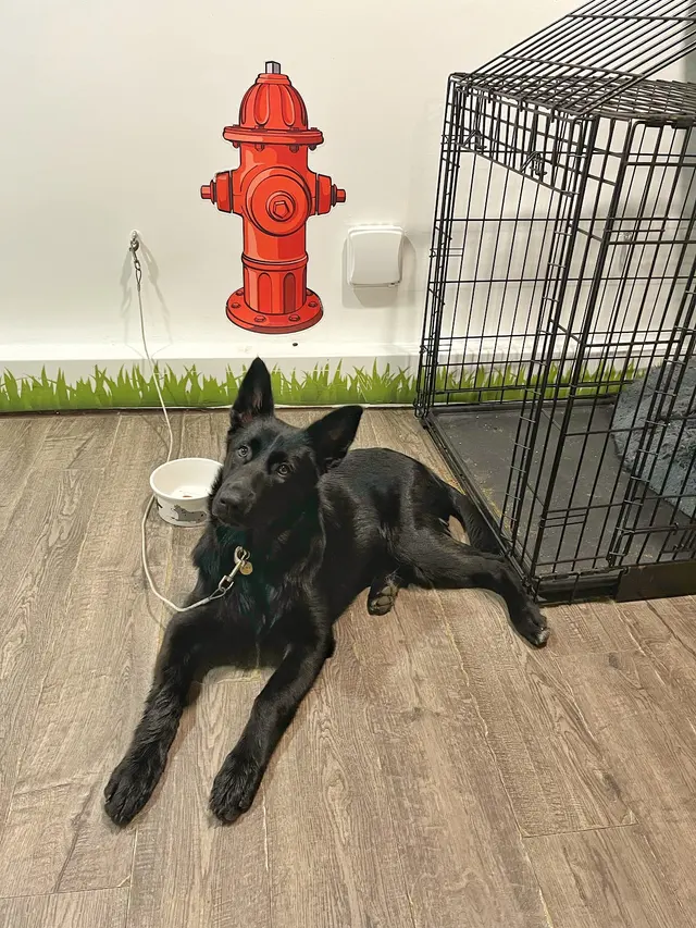 Notre Dog Academy — photo from the business 6