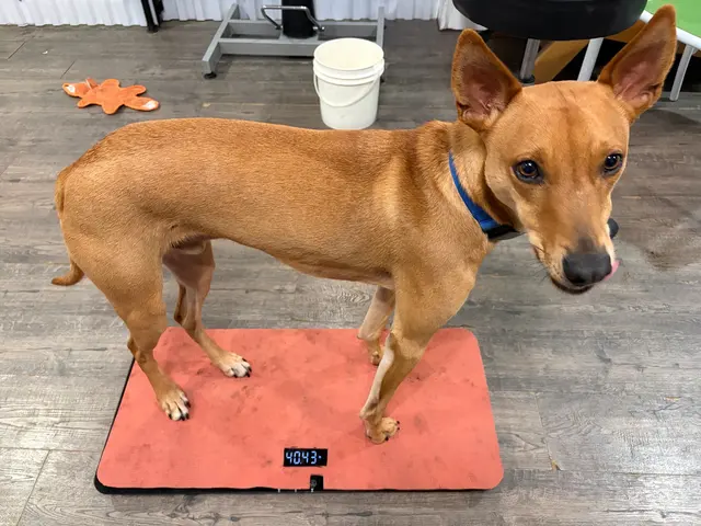 Notre Dog Academy — photo from the business 7