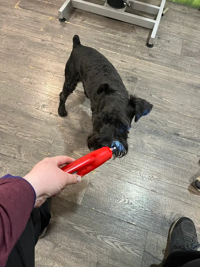 Notre Dog Academy — photo from the business 10