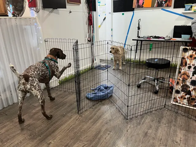 Notre Dog Academy — photo from the business 5