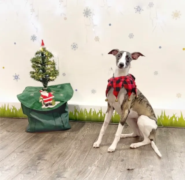 Customer photo of work by Notre Dog Academy, from Bekah's review