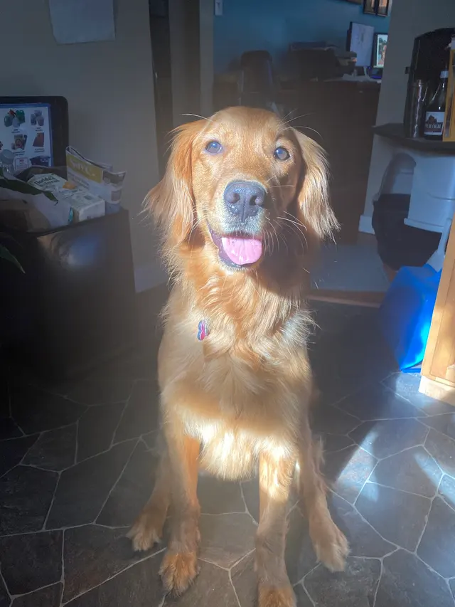 Customer photo of work by Notre Dog Academy, from Selina Rupers's review