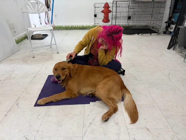 Notre Dog Academy — photo from the business 3
