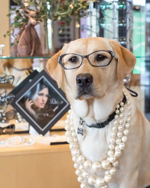 Customer photo of work by Notre Dog Academy, from Northwest Optical's review