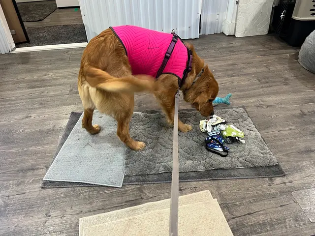 Notre Dog Academy — photo from the business 1