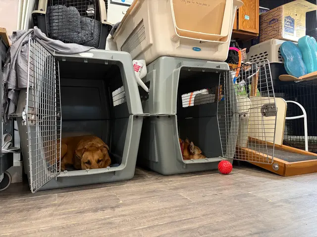 Notre Dog Academy — photo from the business 2